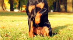 Jagdterère (foto): nordy pes pro lov